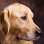 Animals9_thumb